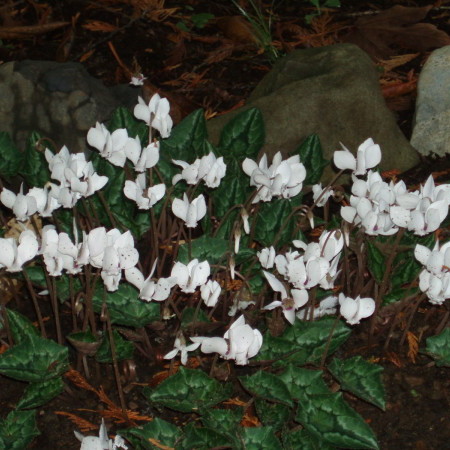 Cyclamen hederifolium ‘Alba’ - cyclaam / alpenviooltje