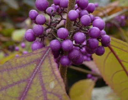 Callicarpa bodinieri ‘Profusion’ - schoonvrucht