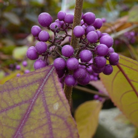 Callicarpa bodinieri ‘Profusion’ - schoonvrucht