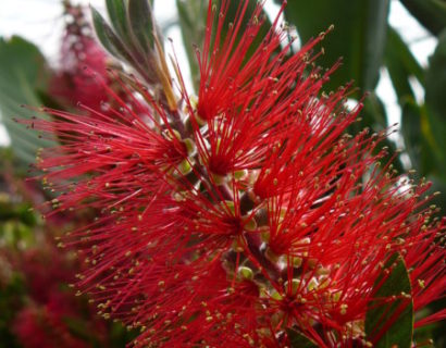 Callistemon laevis - lampenpoetser