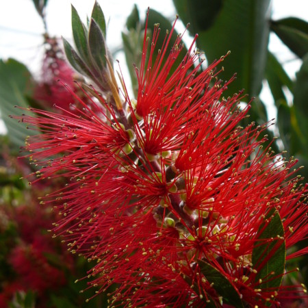 Callistemon laevis - lampenpoetser