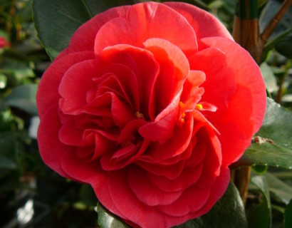 Camellia japonica ‘Lady Campbell’