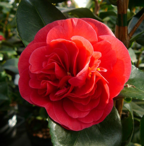 Camellia japonica ‘Lady Campbell’ - Camellia