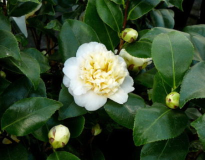 Camellia jap. ‘Brushfield’s Yellow’