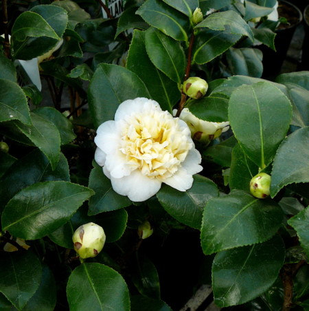 Camellia jap. ‘Brushfield’s Yellow’ - Camellia