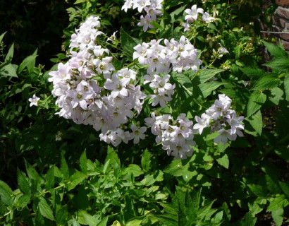 Campanula lactiflora ‘Loddon Anna’ - klokjesbloem