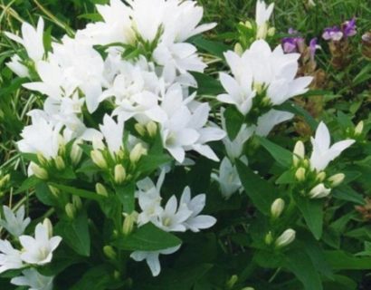 Campanula glomerata ‘Alba’ - klokjesbloem