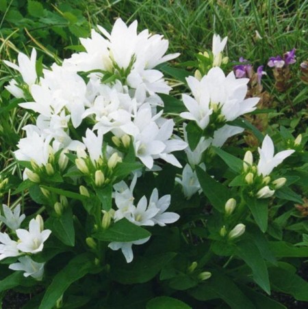 Campanula glomerata ‘Alba’ - klokjesbloem