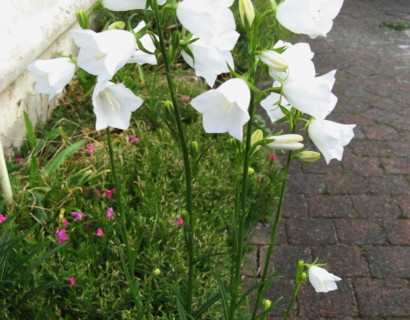 Campanula persicifolia ‘Alba’ (grote pot) - Klokjesbloem