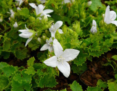 Campanula poscharskyana ‘E.H. Frost’ - klokjesbloem