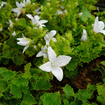 Campanula poscharskyana ‘E.H. Frost’ - klokjesbloem