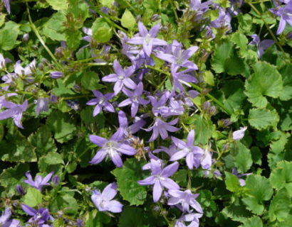 Campanula poscharskyana - klokjesbloem