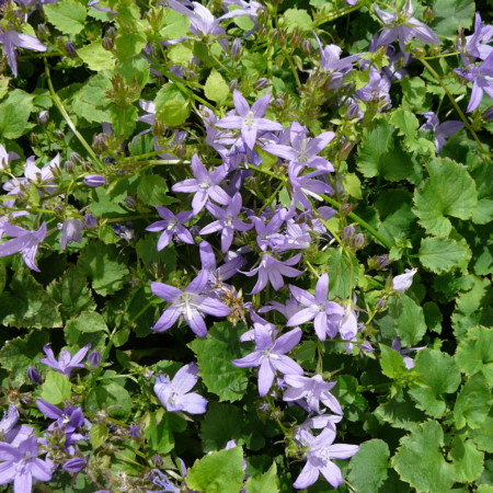 Campanula poscharskyana - klokjesbloem