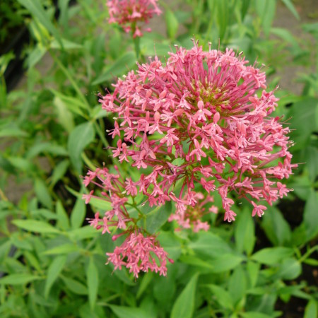Centranthus ruber ‘Coccineus’ - rode valeriaan