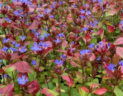 Ceratostigma plumbaginoides - loodkruid