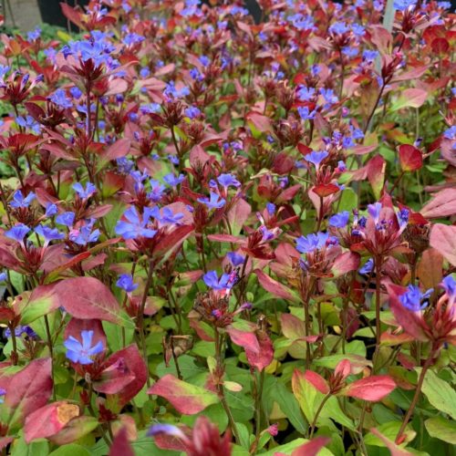 Ceratostigma plumbaginoides - loodkruid