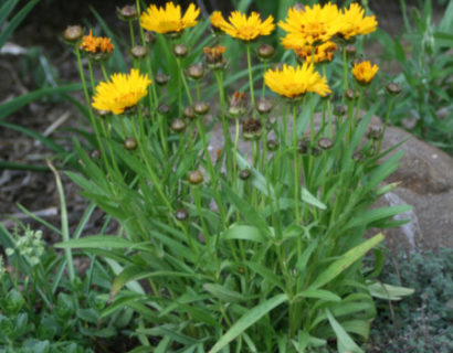 Coreopsis grandiflora ‘Sunray’ - meisjesogen