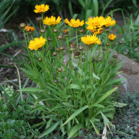 Coreopsis grandiflora ‘Sunray’ - meisjesogen