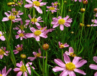 Coreopsis rosea ‘American Dream’ - meisjesogen