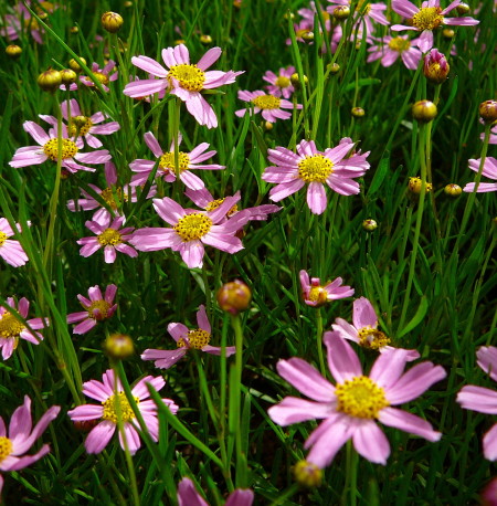 Coreopsis rosea ‘American Dream’ - meisjesogen