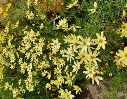 Coreopsis verticillata ‘Moonbeam’ - meisjesogen