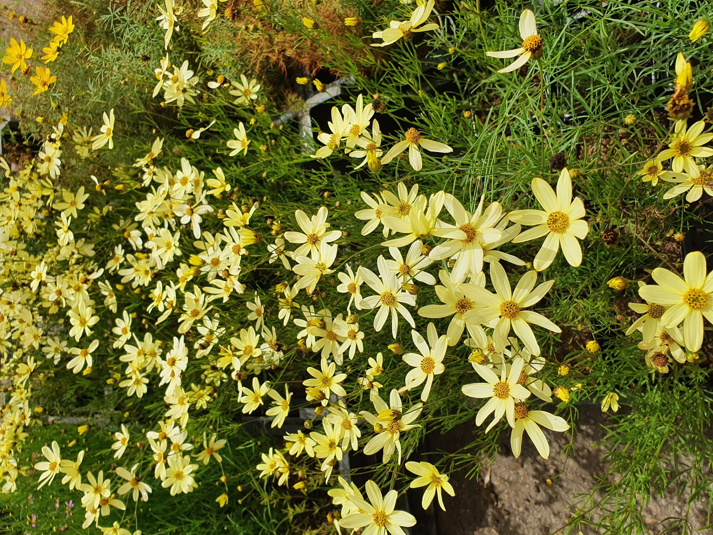 Coreopsis verticillata ‘Moonbeam’ - meisjesogen