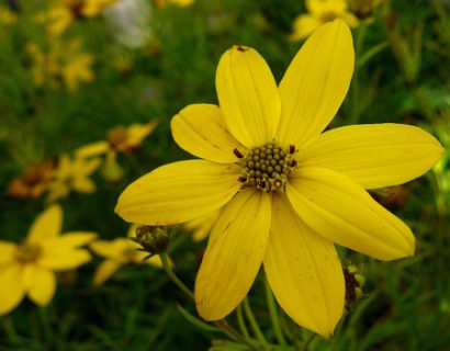 Coreopsis verticillata ‘Zagreb’ - meisjesogen