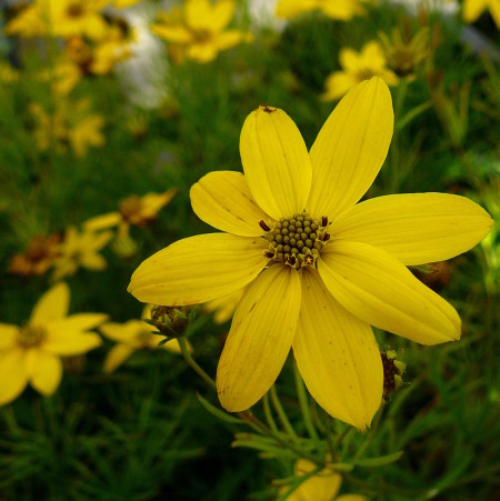 Coreopsis verticillata ‘Zagreb’ - meisjesogen