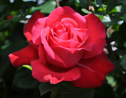 Rosa ‘Dame de Coeur’ stam - stamroos