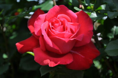 Rosa ‘Dame de Coeur’ stam - stamroos