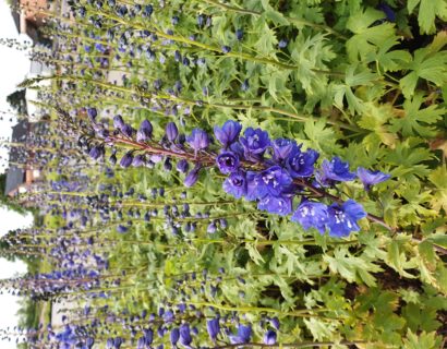 Delphinium (P) ‘Blue Bird’ - ridderspoor