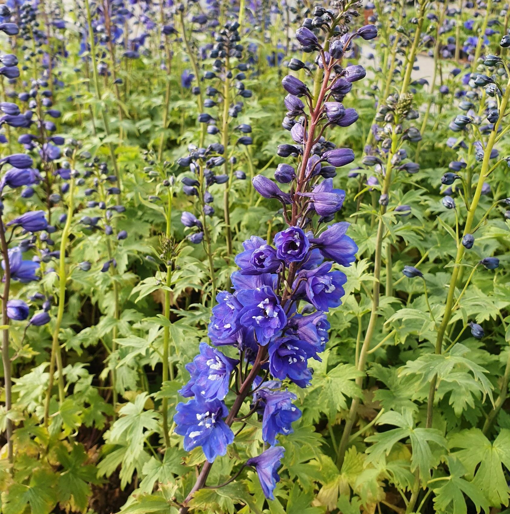 Delphinium (P) ‘Blue Bird’ - ridderspoor