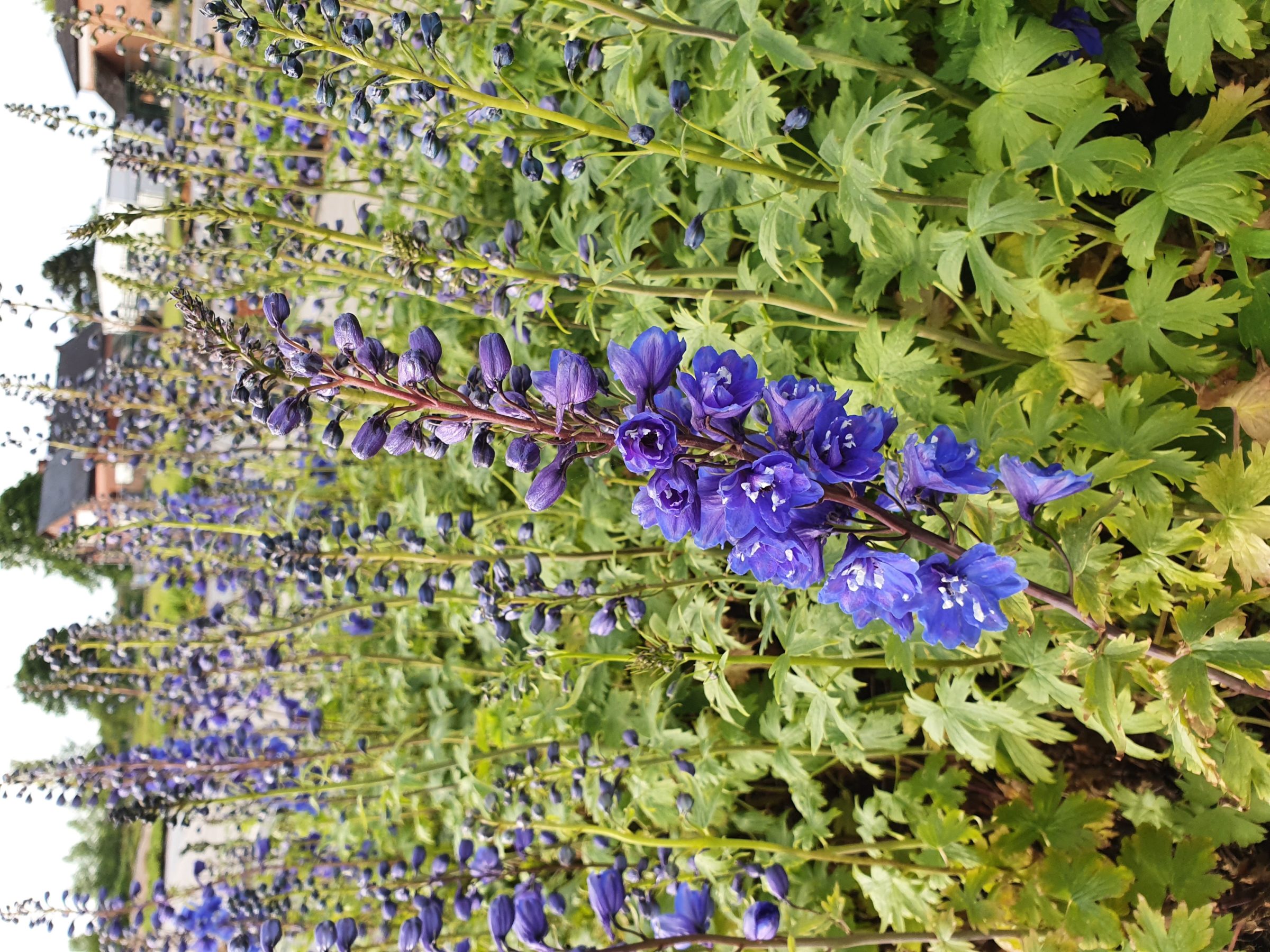 Delphinium (P) ‘Blue Bird’ - ridderspoor