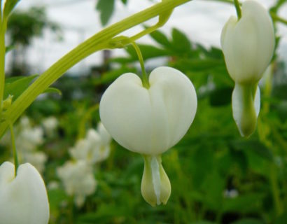 Dicentra spectabilis ‘Alba’ (grote pot) - gebroken hartje