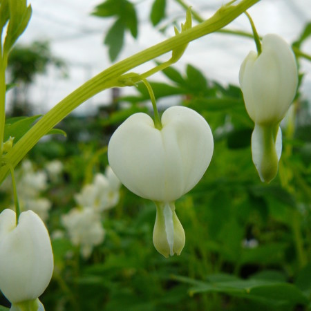 Dicentra spectabilis ‘Alba’ (grote pot) - gebroken hartje