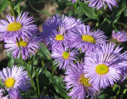 Erigeron ‘Azure Beauty’ - Fijnstraal