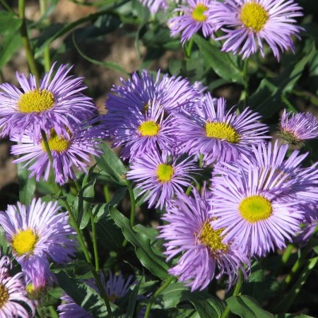 Erigeron ‘Azure Beauty’ - Fijnstraal