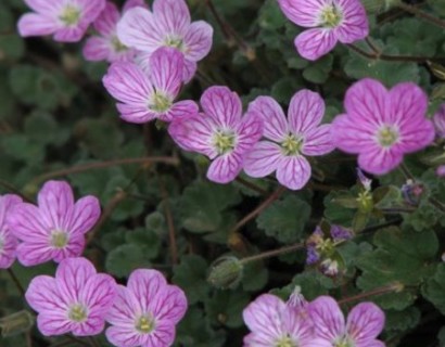 Erodium variabile ‘Bishop’s Form’ pot 3 liter - reigersbek