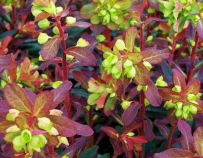 Euphorbia amygdaloides ‘Purpurea’ - wolfsmelk