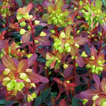 Euphorbia amygdaloides ‘Purpurea’ - wolfsmelk