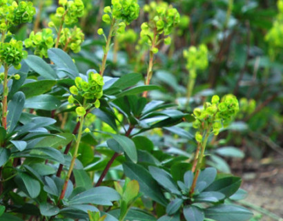 Euphorbia amygdaloides var. robbiae - wolfsmelk