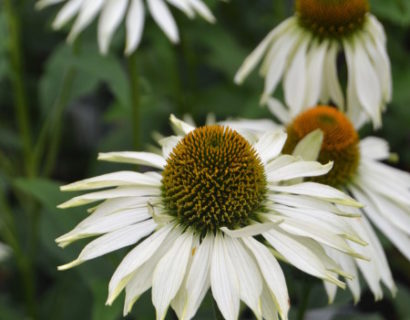 Echinacea purpurea ‘White Swan’ - zonnehoed