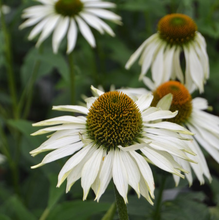 Echinacea purpurea ‘White Swan’ (grote pot) - zonnehoed