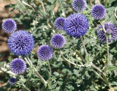 Echinops ritro - kogeldistel