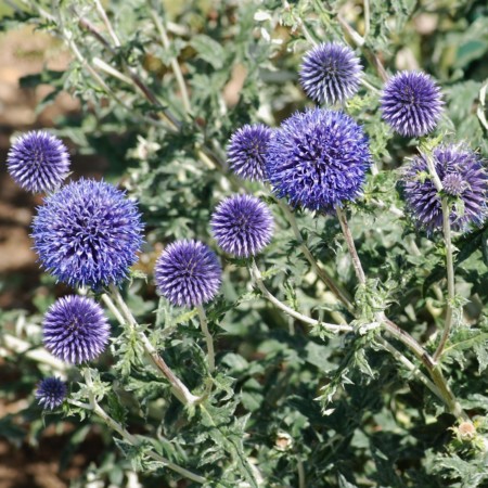 Echinops ritro - kogeldistel