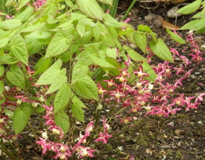 Epimedium rubrum - elfenbloem