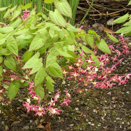 Epimedium rubrum - elfenbloem