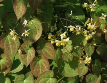 Epimedium versicolor ‘Sulphureum’ - elfenbloem