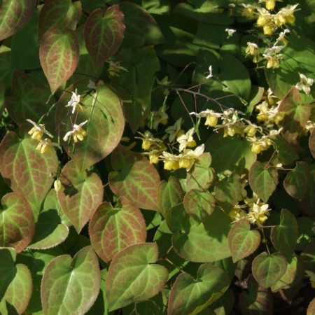 Epimedium versicolor ‘Sulphureum’ - elfenbloem