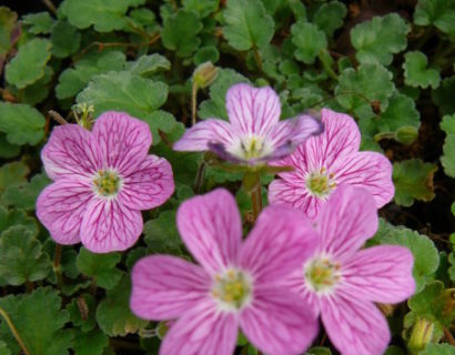 Erodium variabile ‘Bishop’s Form’ - reigersbek